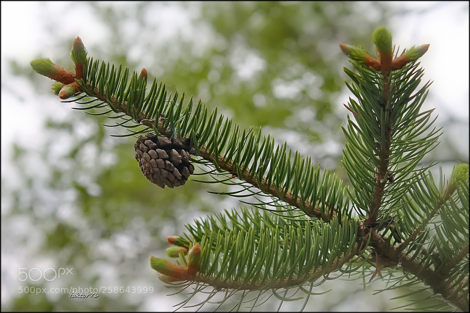 Canon EOS 1100D (EOS Rebel T3 / EOS Kiss X50) sample photo. Spring mood  ✔ photography