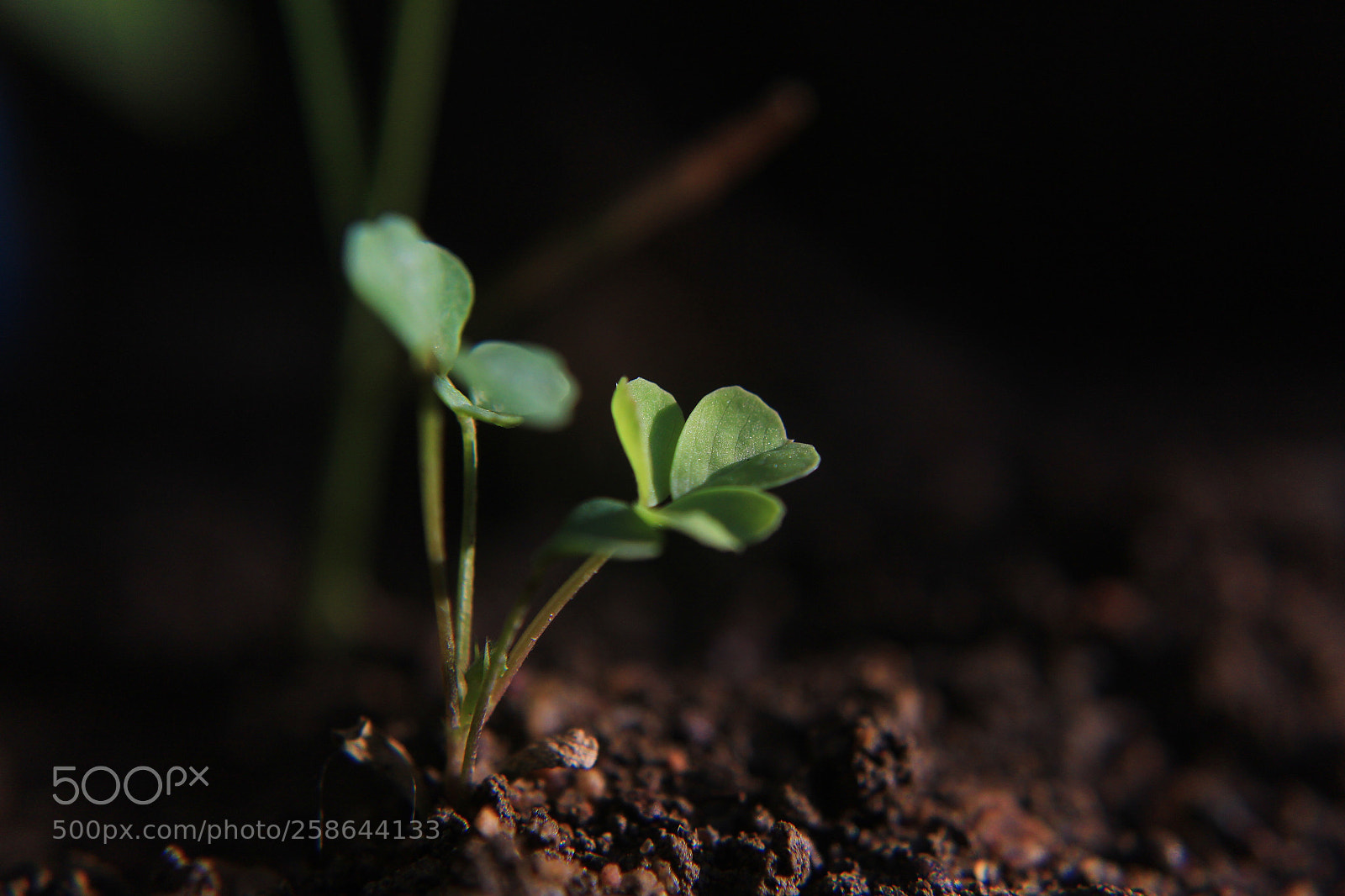 Canon EOS 1200D (EOS Rebel T5 / EOS Kiss X70 / EOS Hi) sample photo. Germination photography