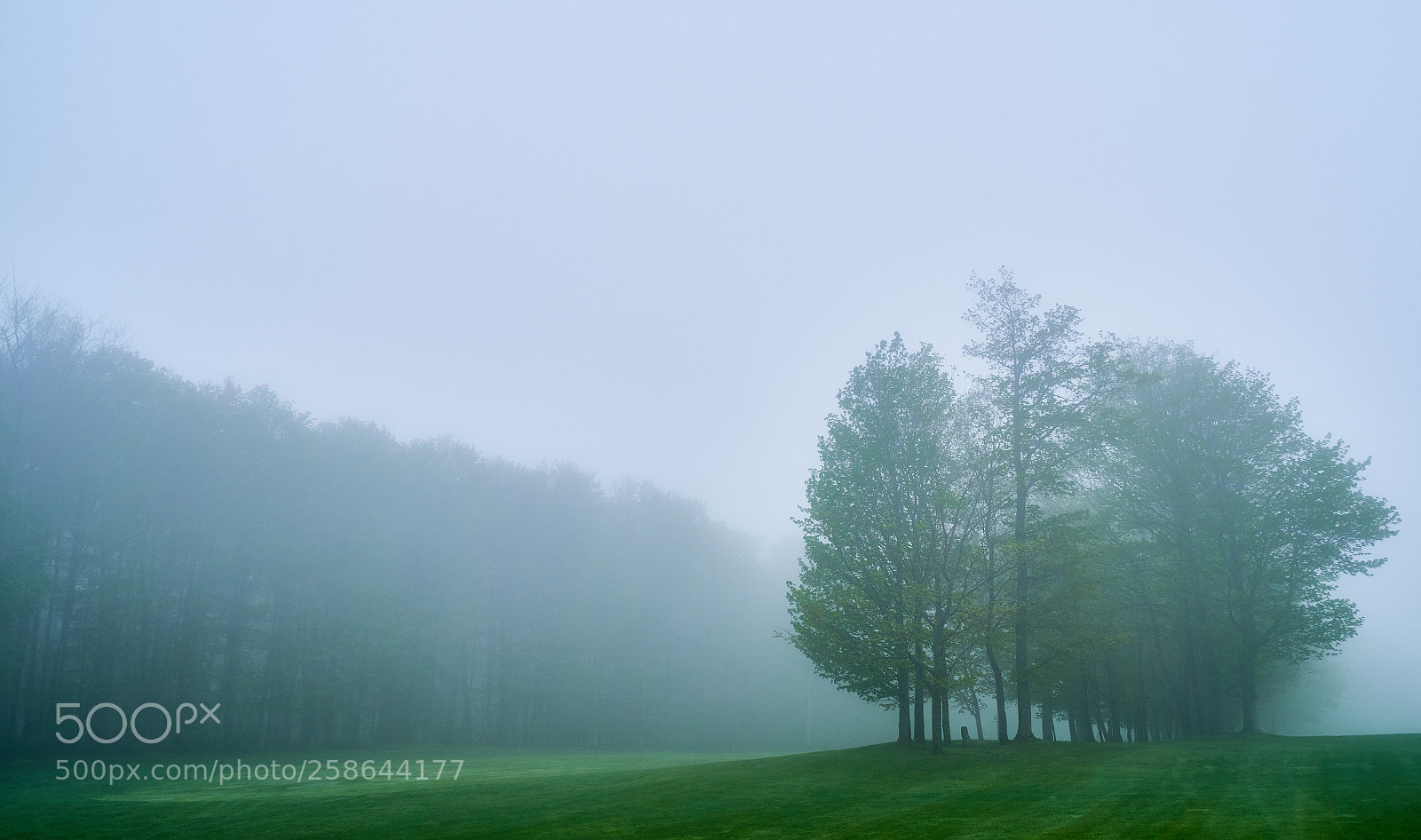 Sony a7 III sample photo. Foggy woods photography