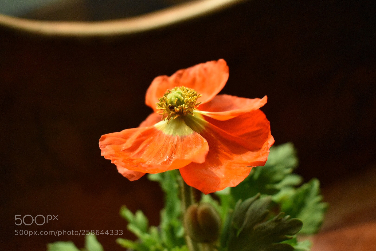 Nikon D5600 sample photo. Flowers photography