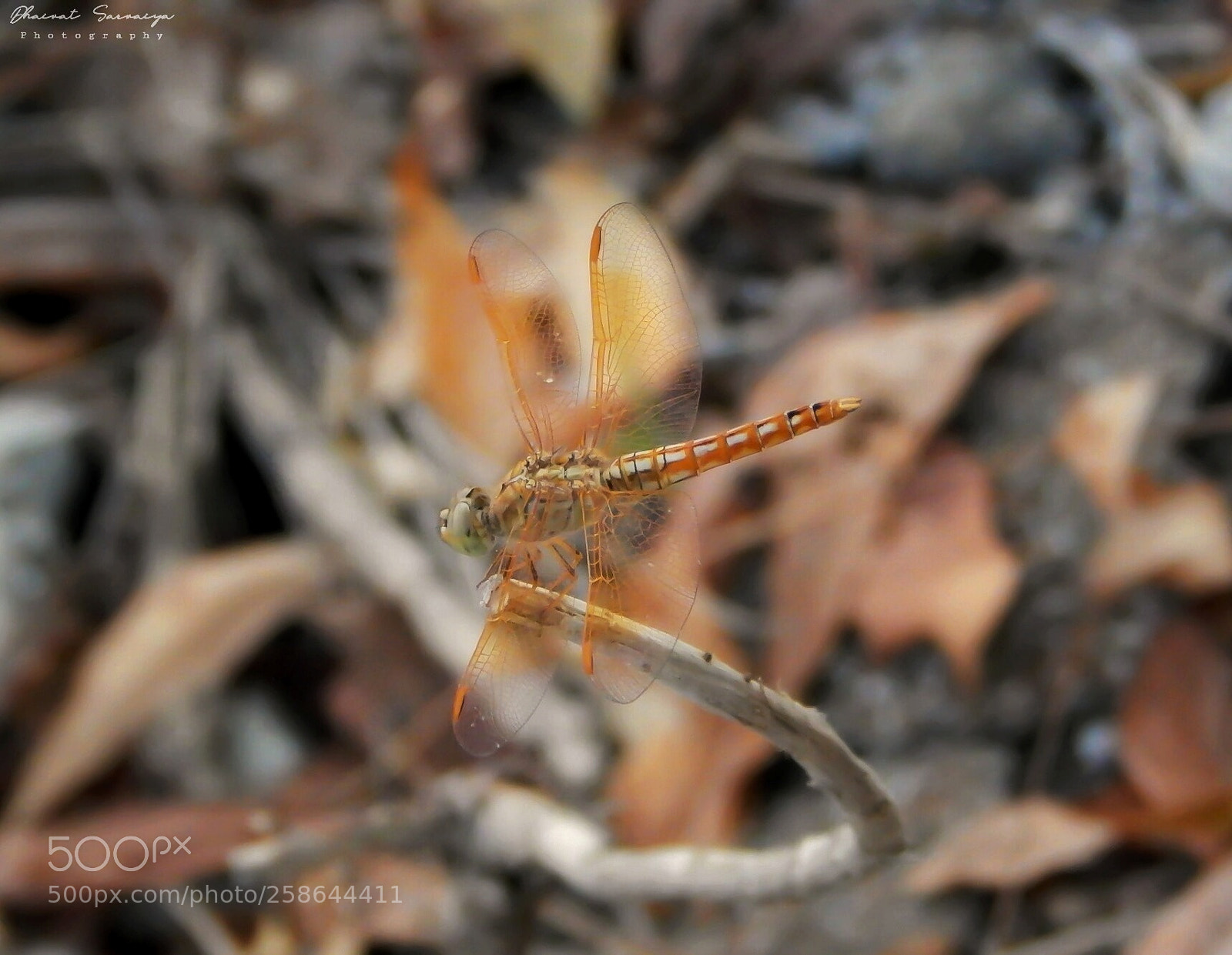 Nikon Coolpix L820 sample photo. Magical macro photography