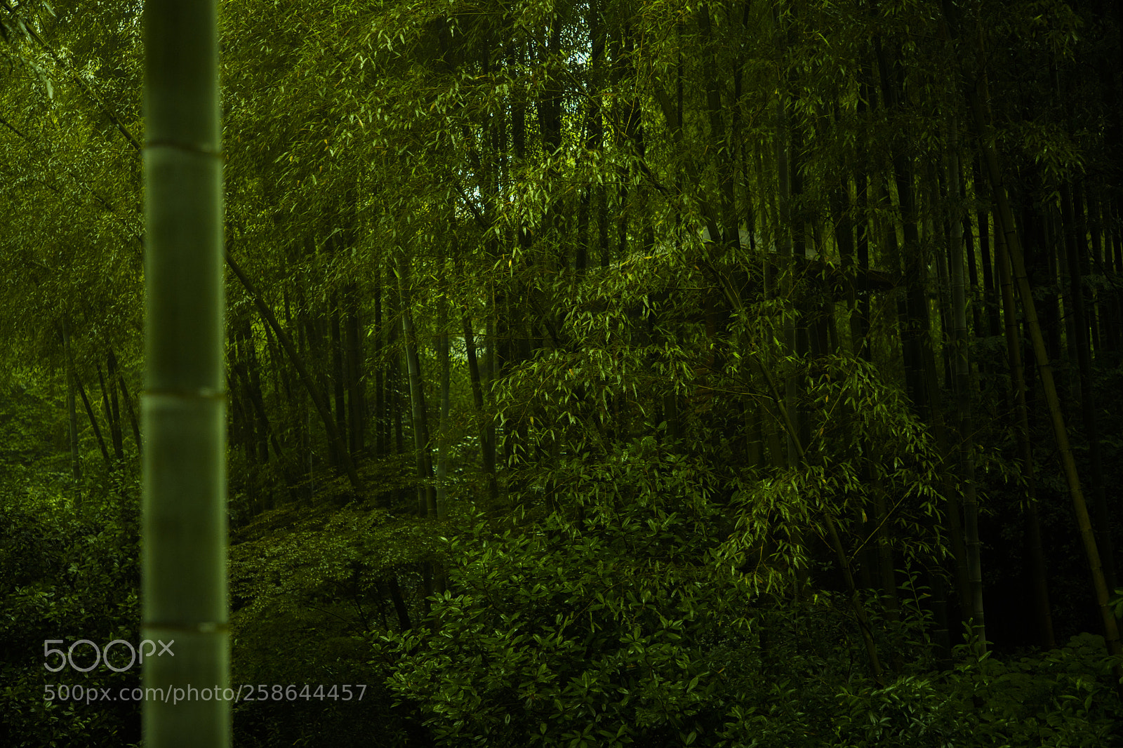 Canon EOS 6D Mark II sample photo. Bamboo forest photography