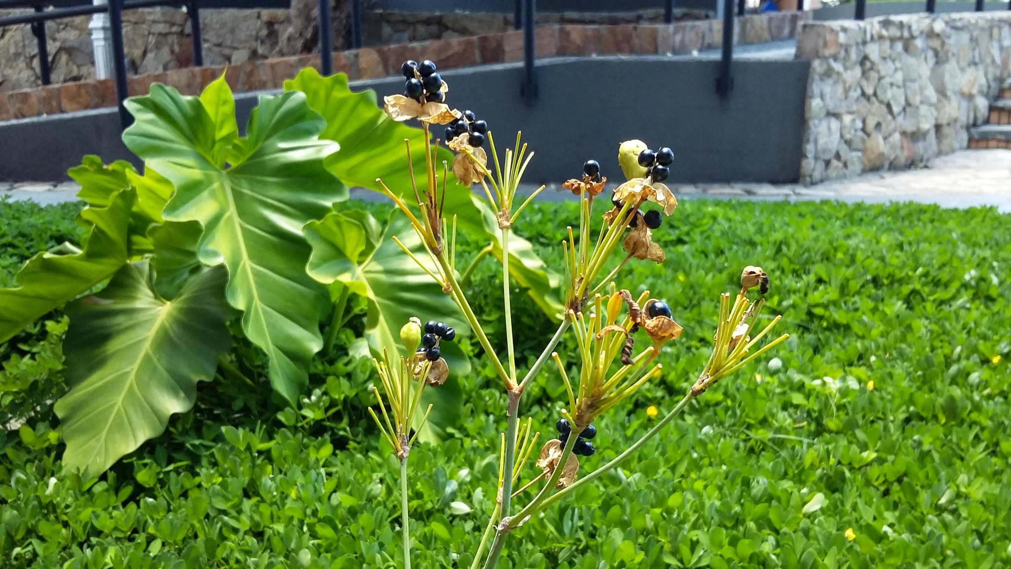 Samsung Galaxy A3 sample photo. O o photography