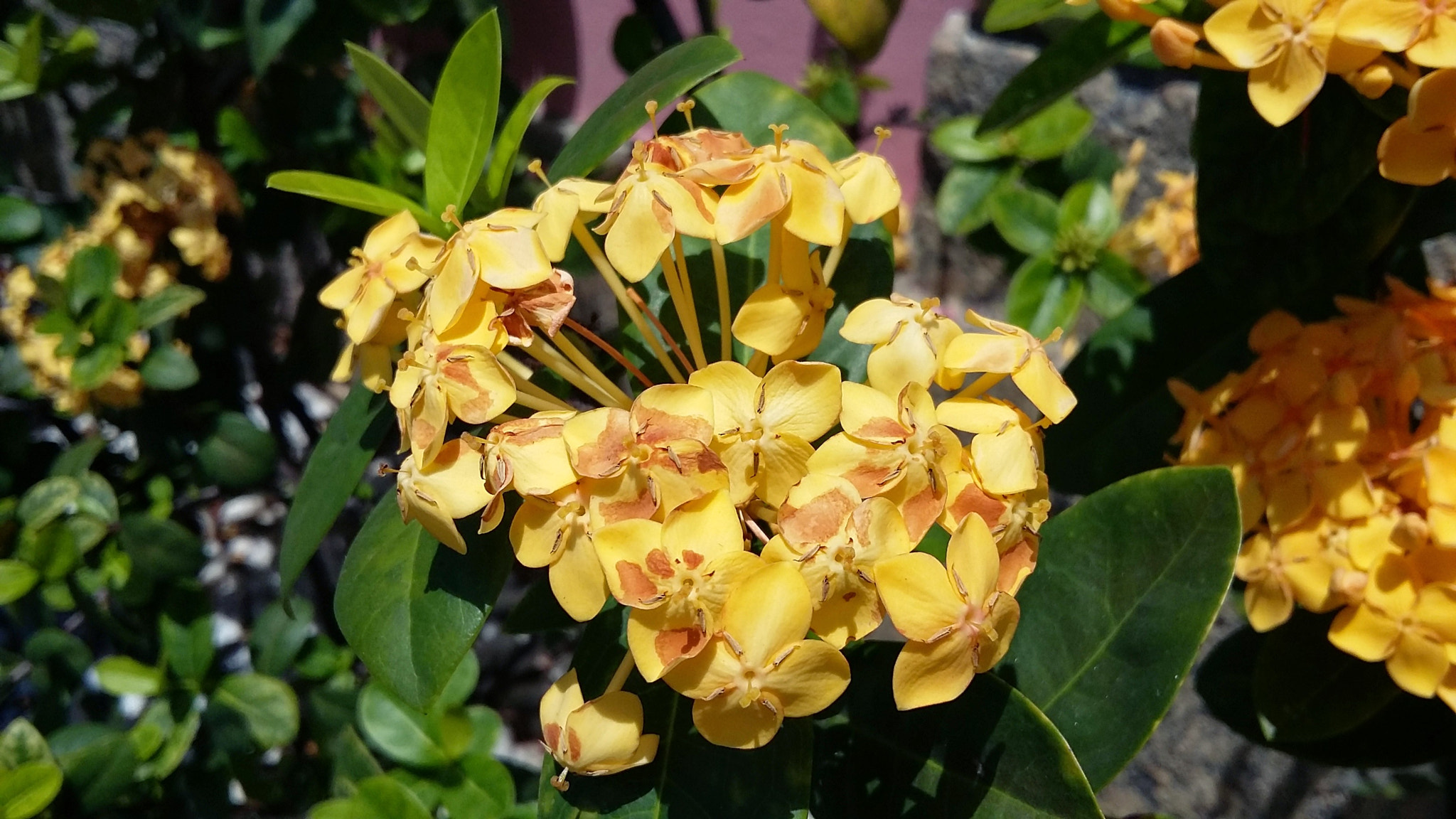 Samsung Galaxy A3 sample photo. O o photography