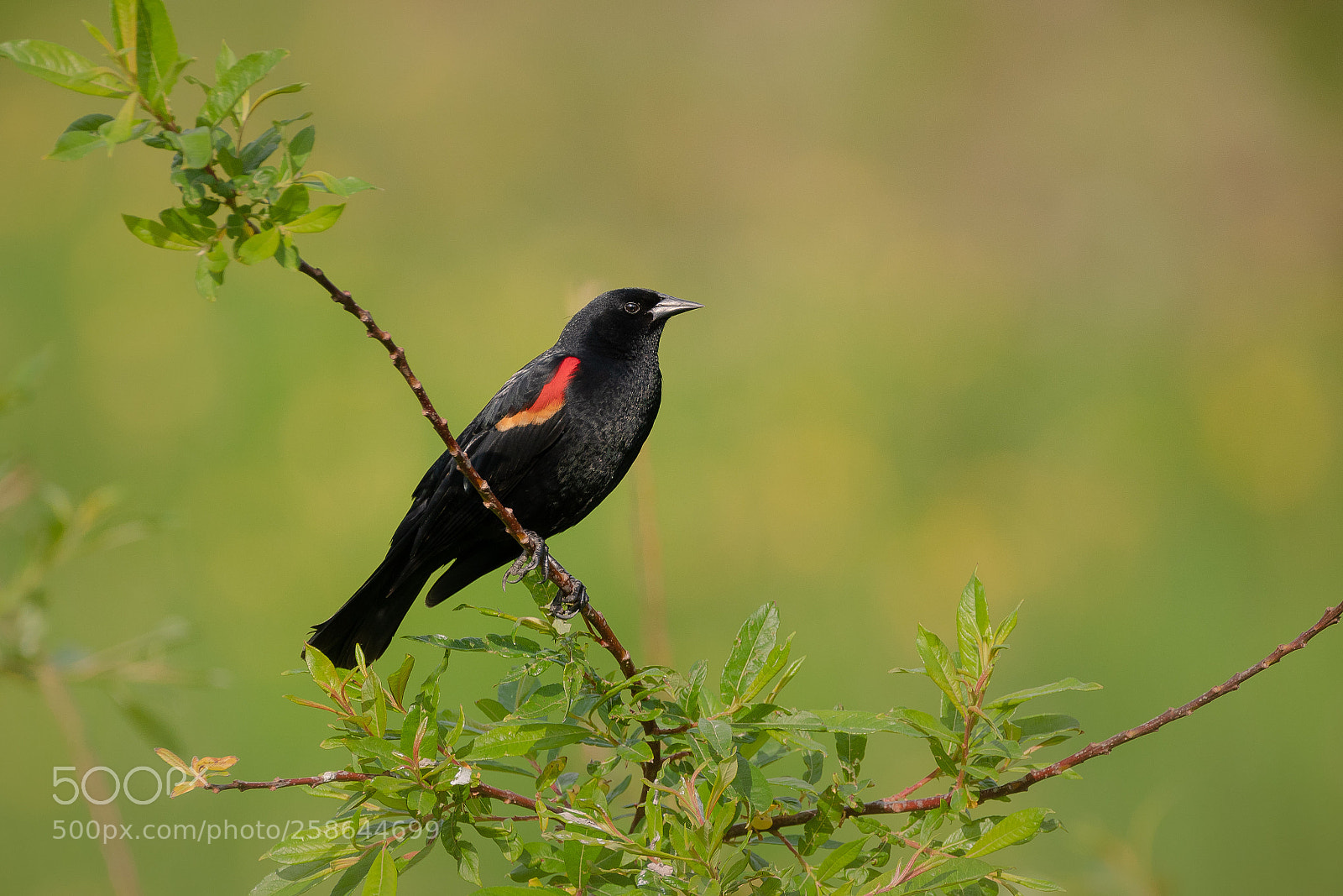 Sony a7R III sample photo. Blackbird photography