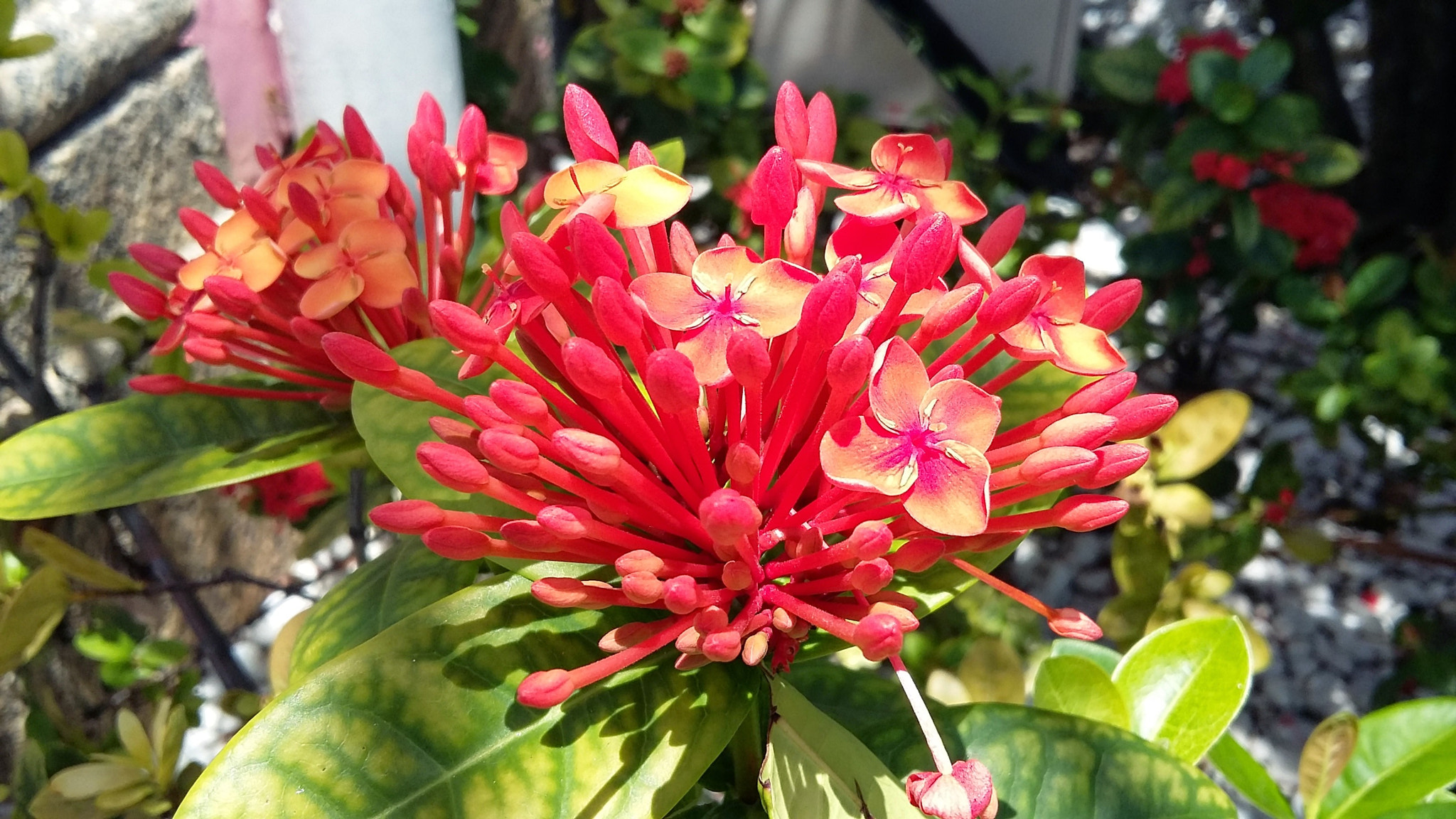 Samsung Galaxy A3 sample photo. O o photography