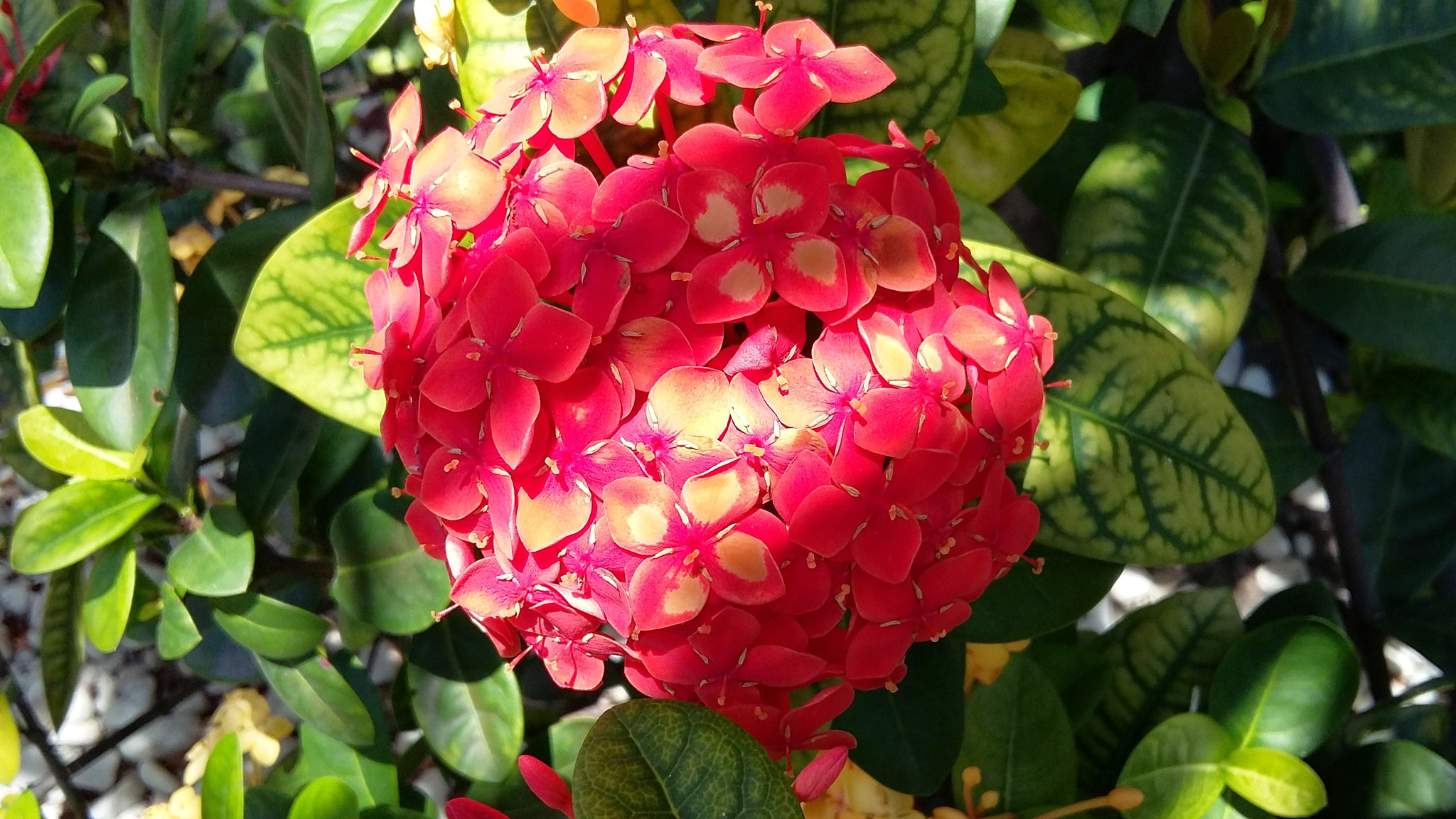 Samsung Galaxy A3 sample photo. O o photography