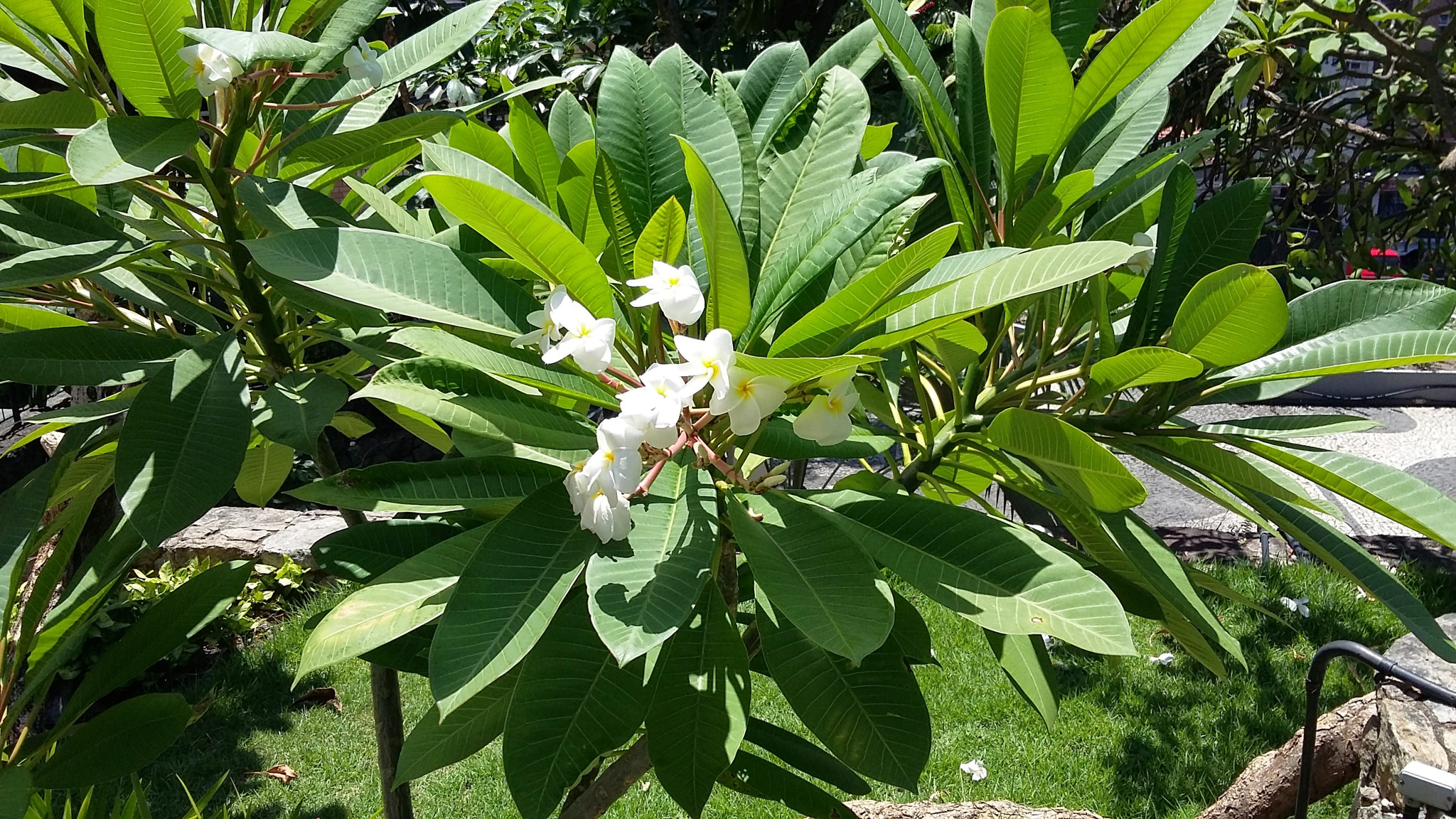 Samsung Galaxy A3 sample photo. O o photography