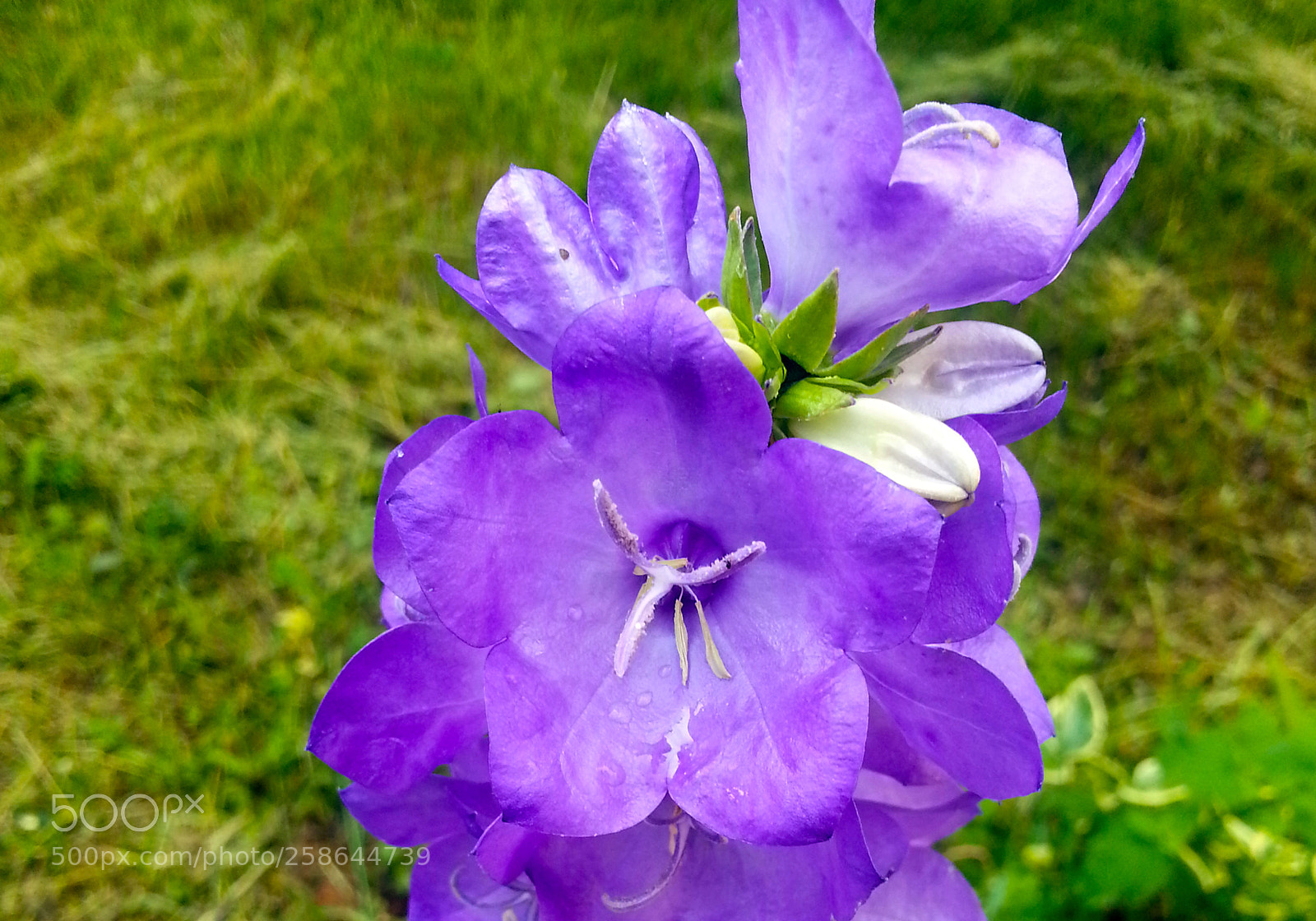 Samsung Galaxy Note2 sample photo. Flowers photography