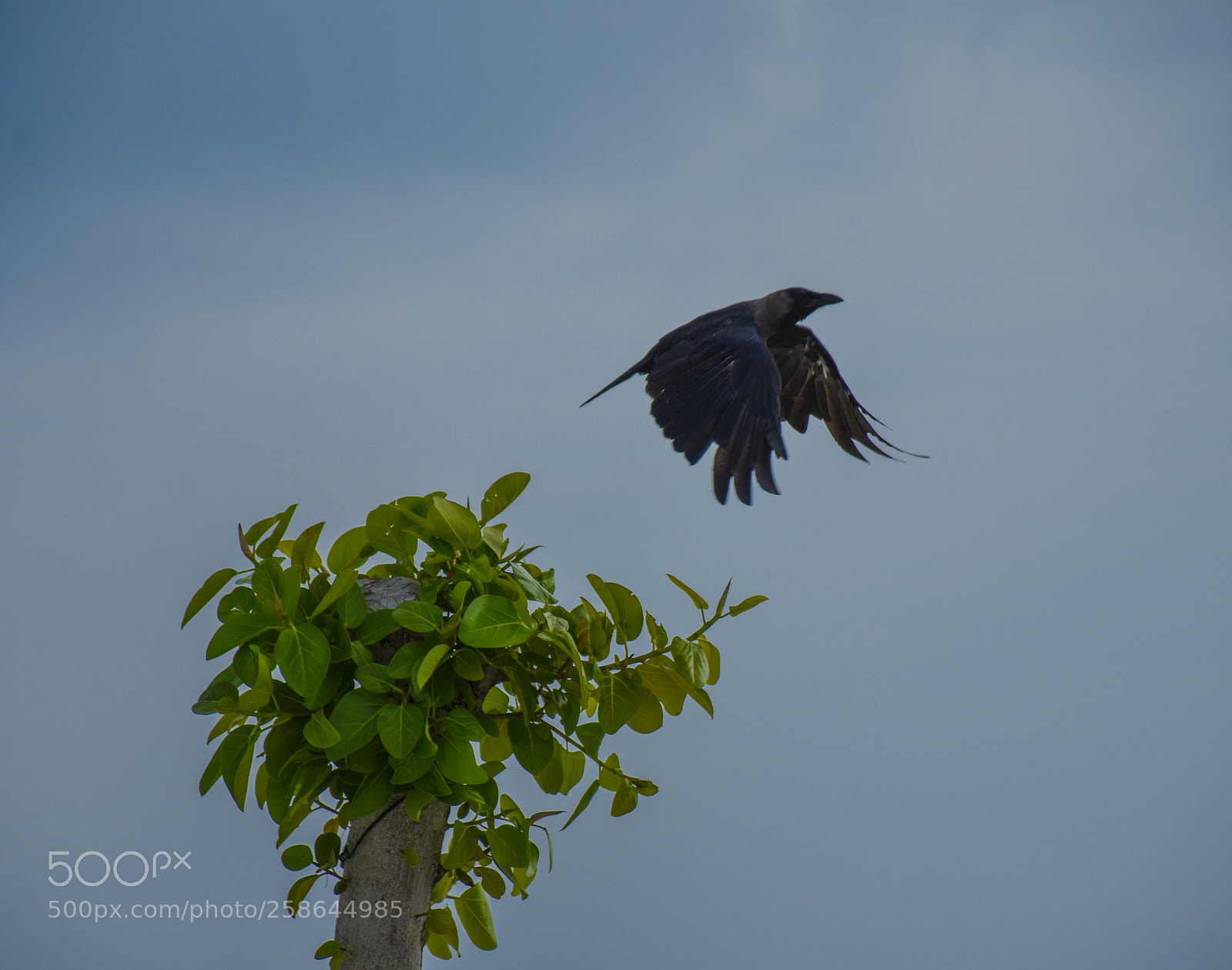 Nikon D7200 sample photo. Untitled photography