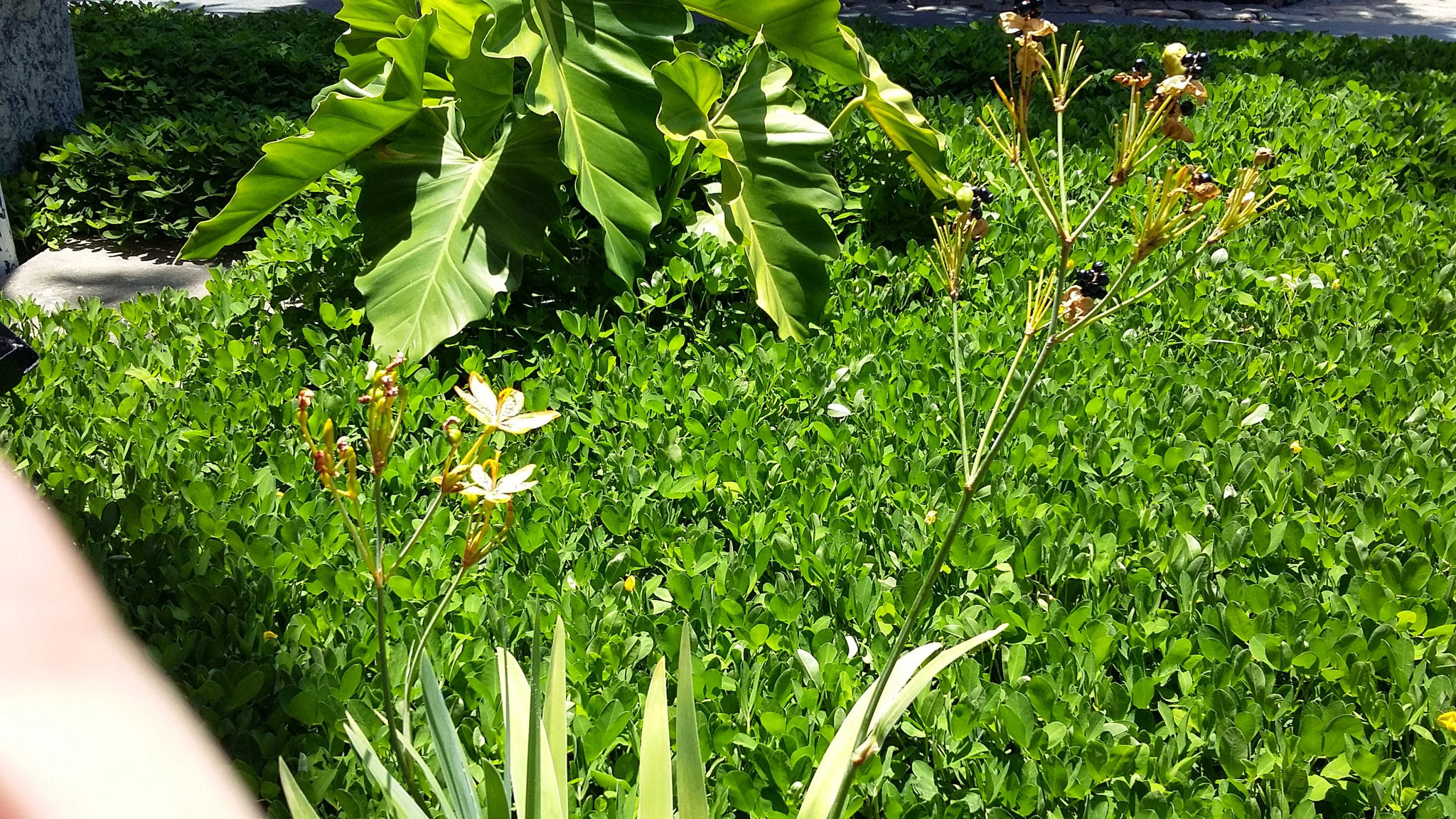 Samsung Galaxy A3 sample photo. O o photography