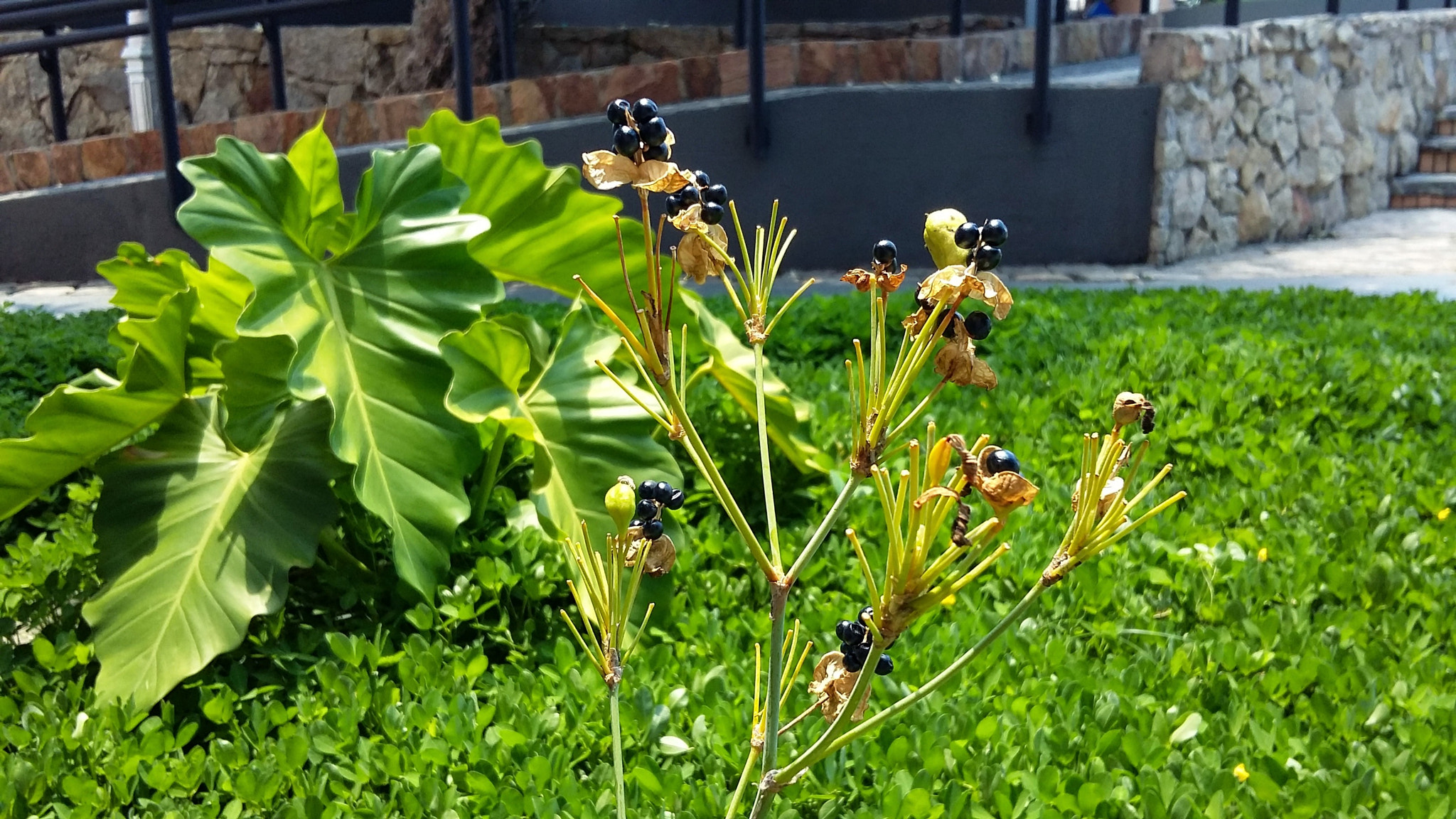 Samsung Galaxy A3 sample photo. O o photography