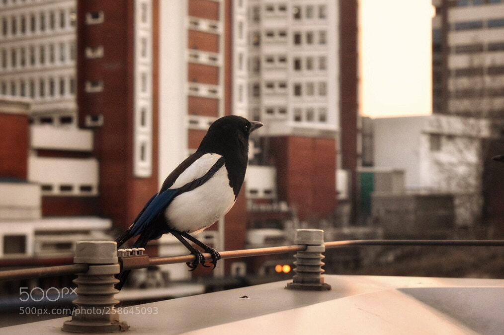 Nikon D5600 sample photo. Untitled photography