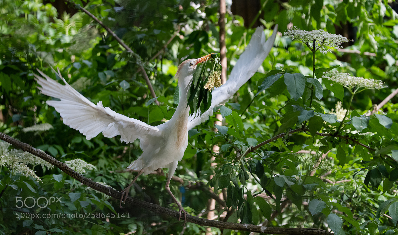 Nikon D850 sample photo. Kuhreiher photography