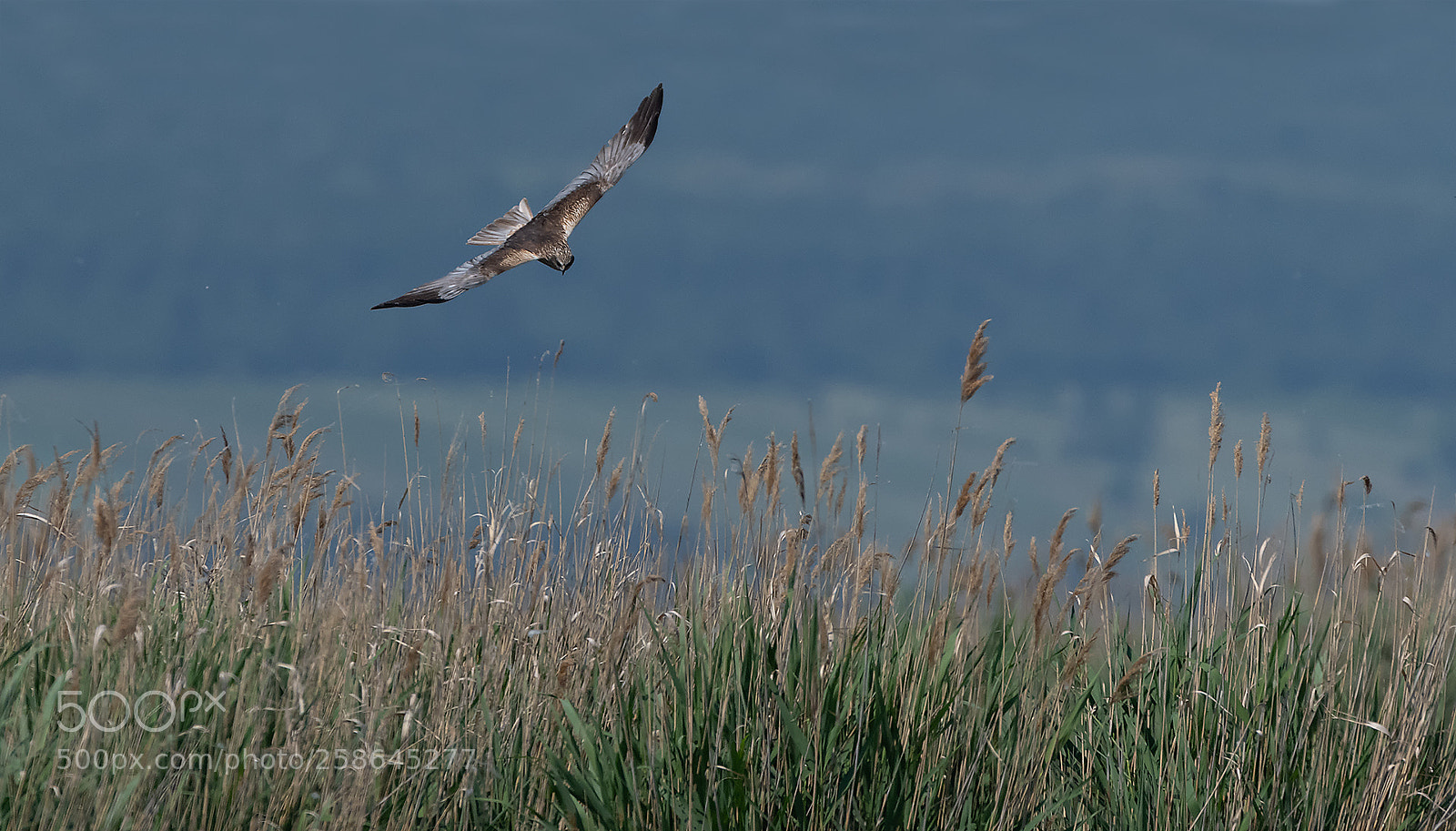 Nikon D850 sample photo. Rohrweihe bei der jagd photography