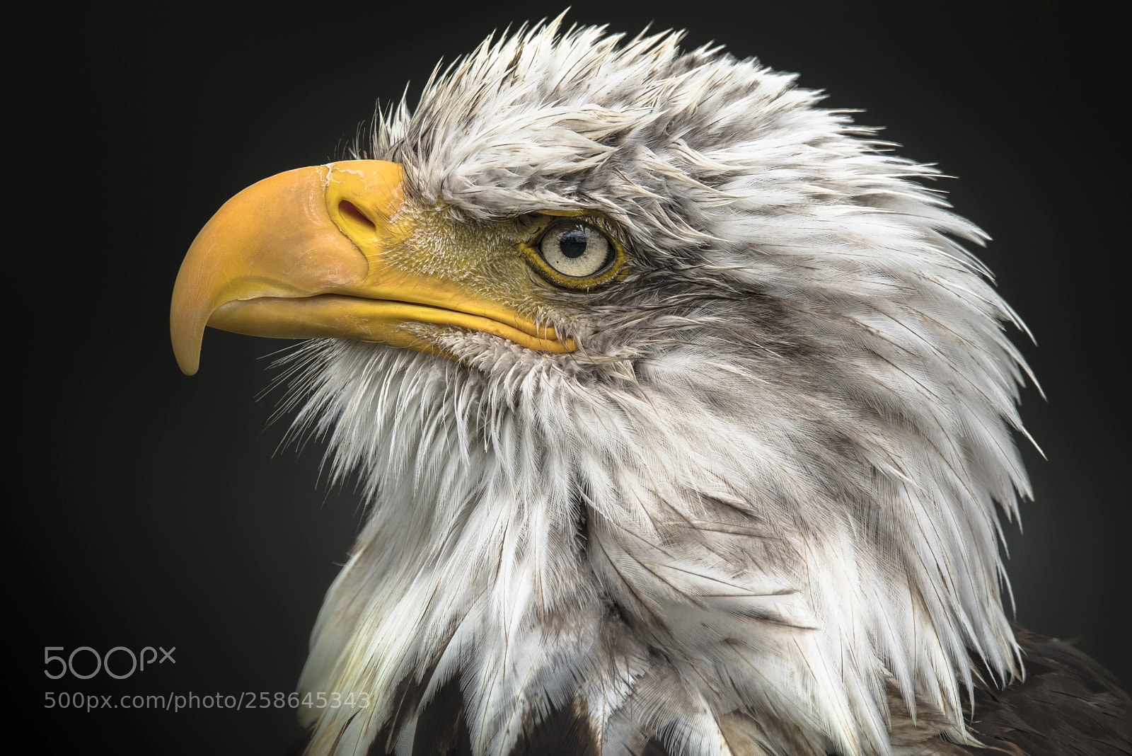 Nikon D750 sample photo. Bald eagle photography