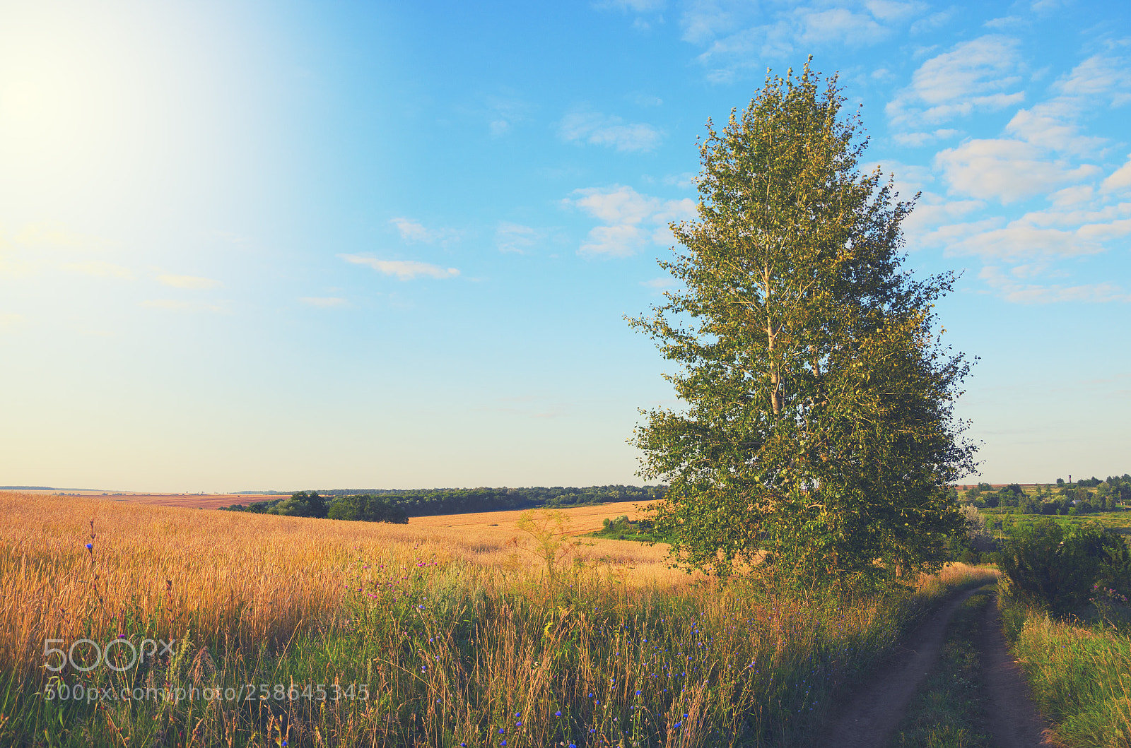 Nikon D5100 sample photo. Summer landscape photography
