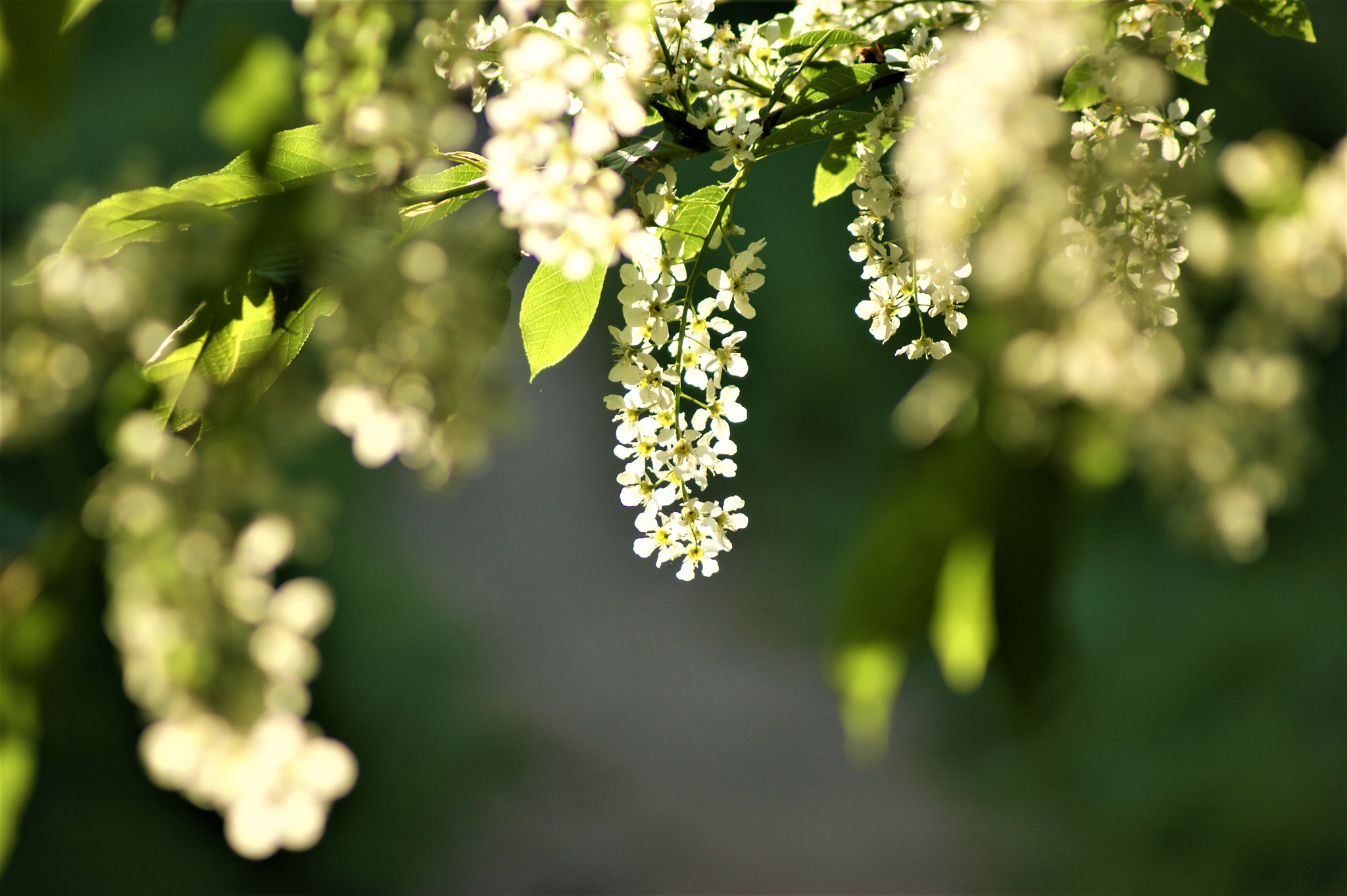 Sony Alpha DSLR-A350 sample photo. Bright photography