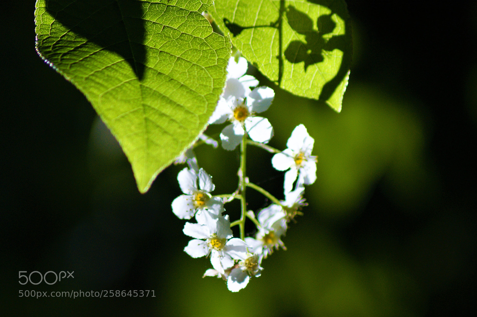 Sony Alpha DSLR-A350 sample photo. Bright 2 photography
