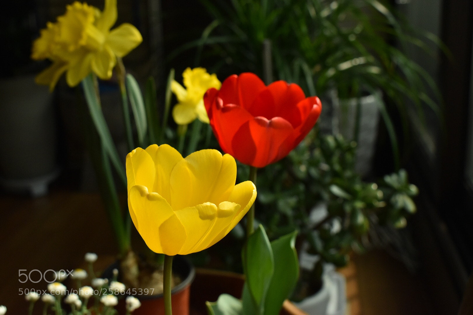 Nikon D5600 sample photo. Untitled photography
