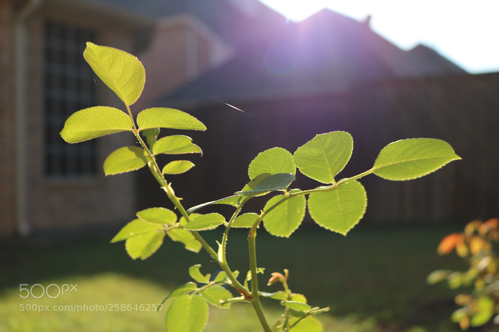 Canon EOS 750D (EOS Rebel T6i / EOS Kiss X8i) sample photo. Backyard 1 photography