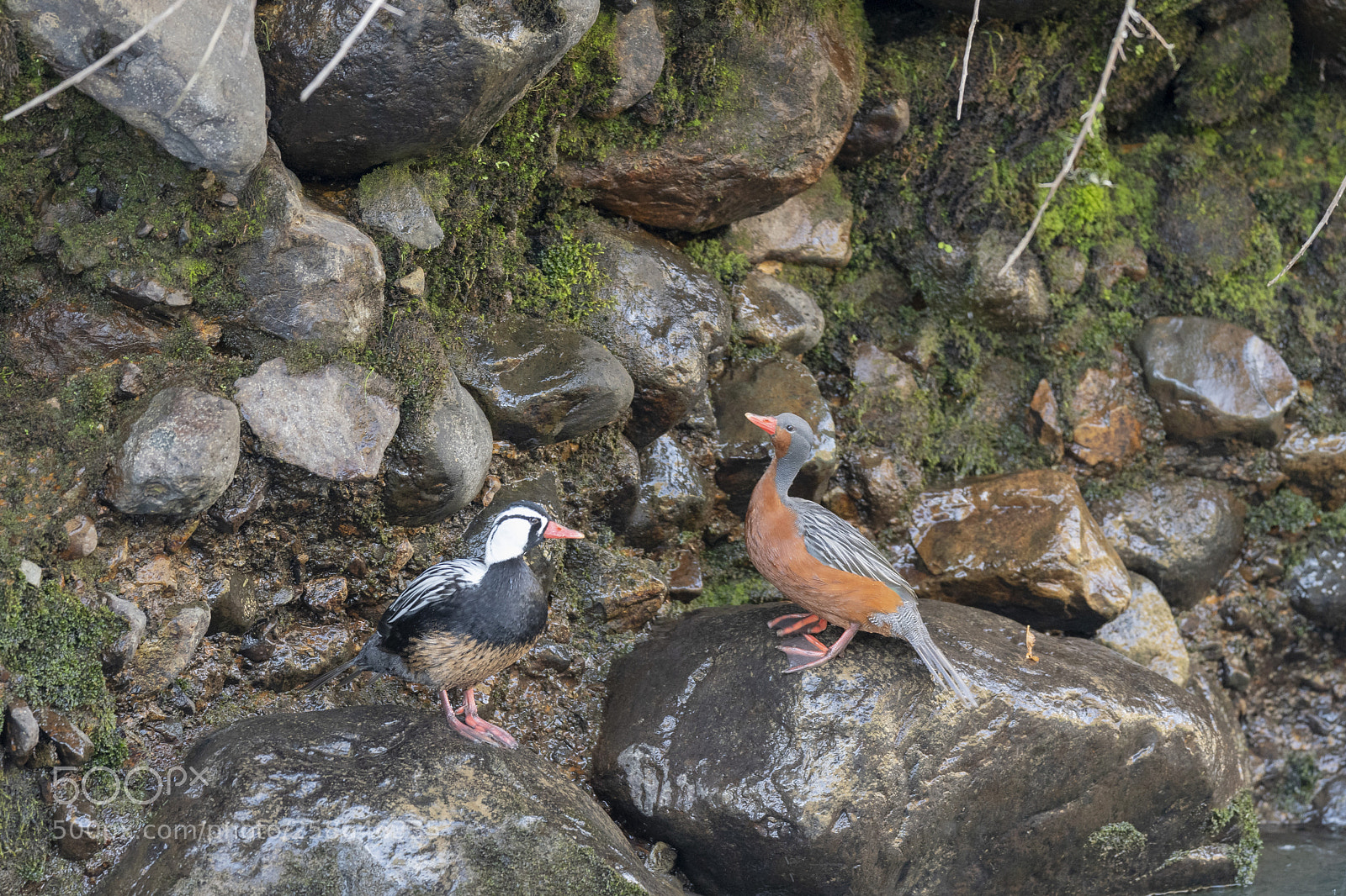 Nikon D500 sample photo. Aves photography