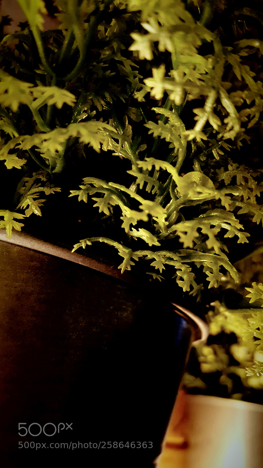 Samsung Galaxy S6 sample photo. Potted plant photography