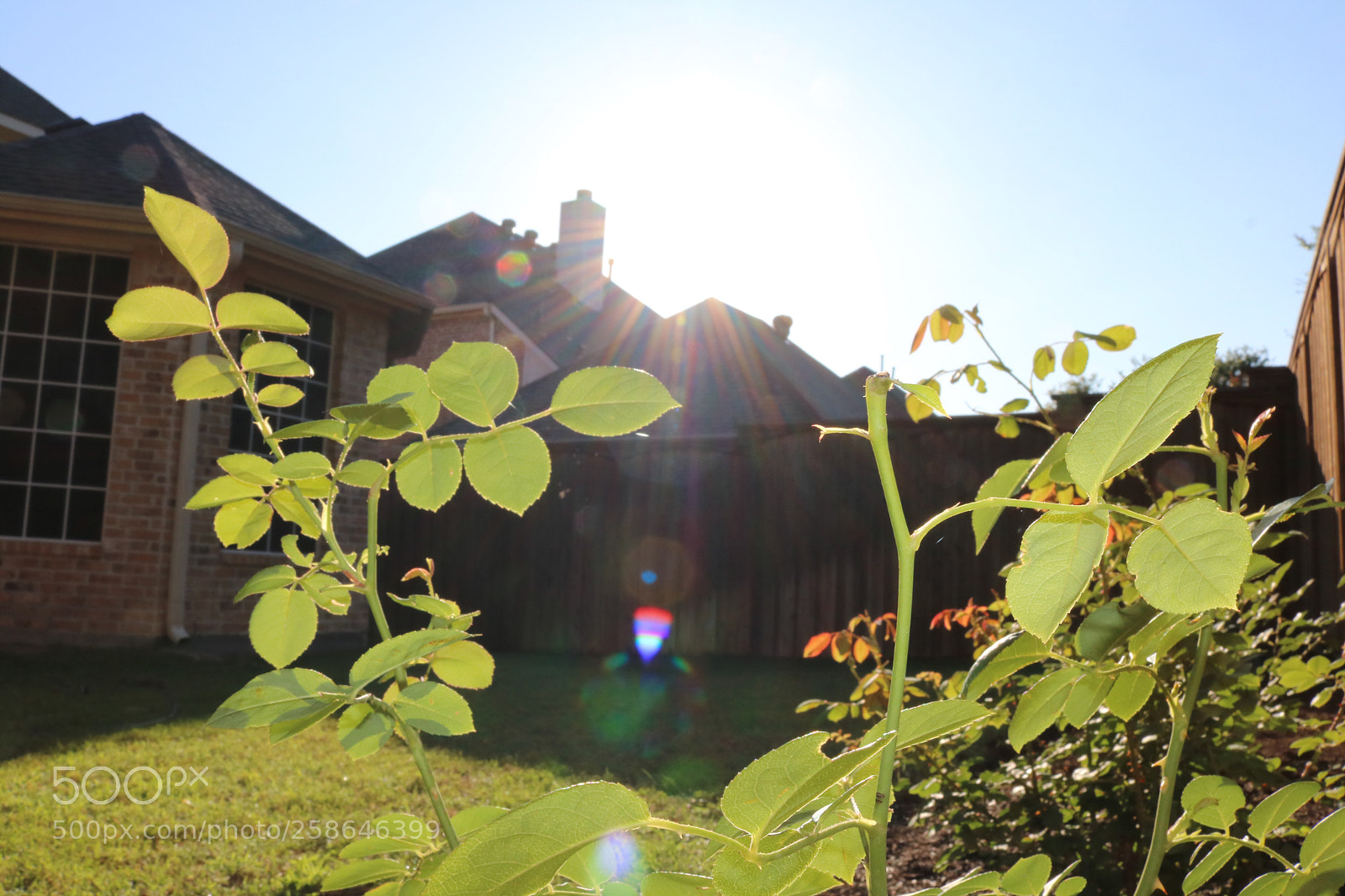 Canon EOS 750D (EOS Rebel T6i / EOS Kiss X8i) sample photo. Backyard 2
 photography