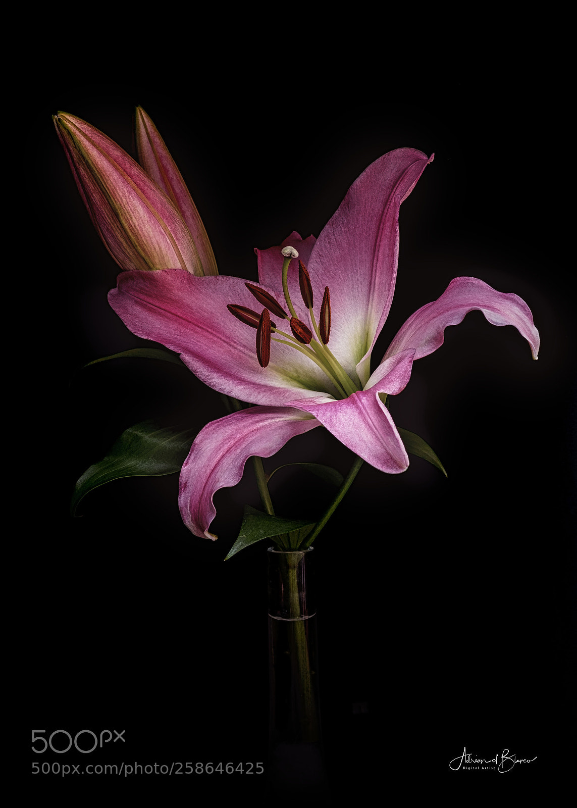 Nikon D500 sample photo. Florals photography