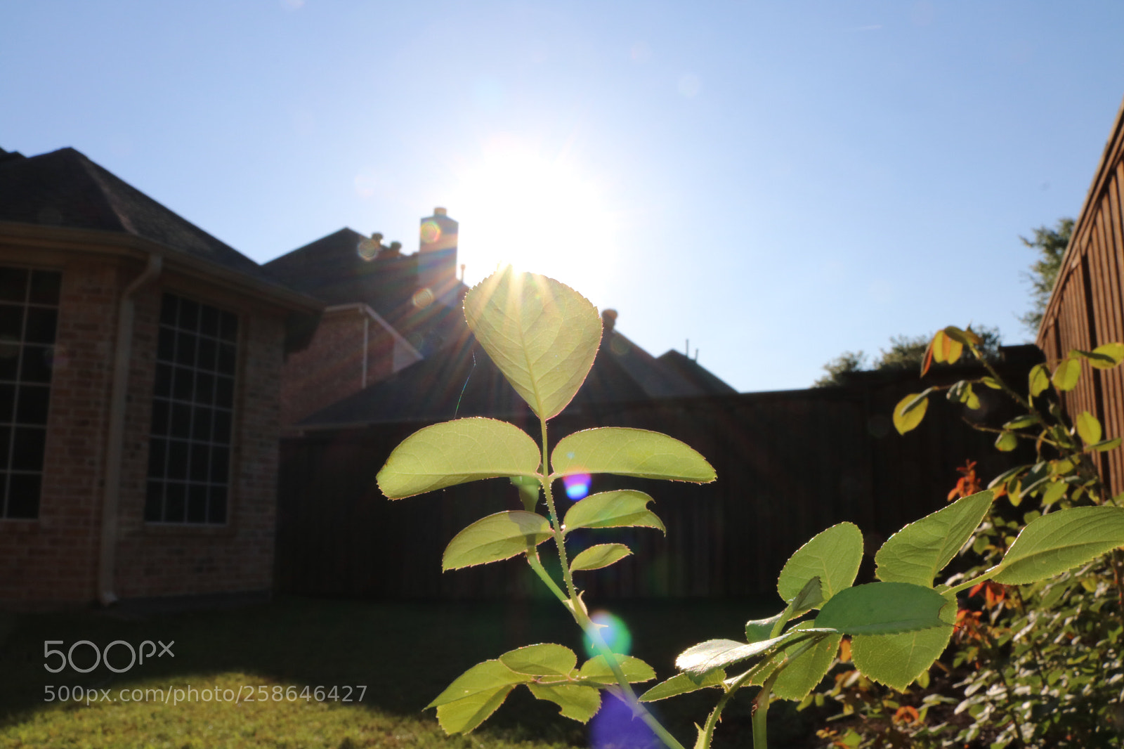Canon EOS 750D (EOS Rebel T6i / EOS Kiss X8i) sample photo. Backyard 3 photography