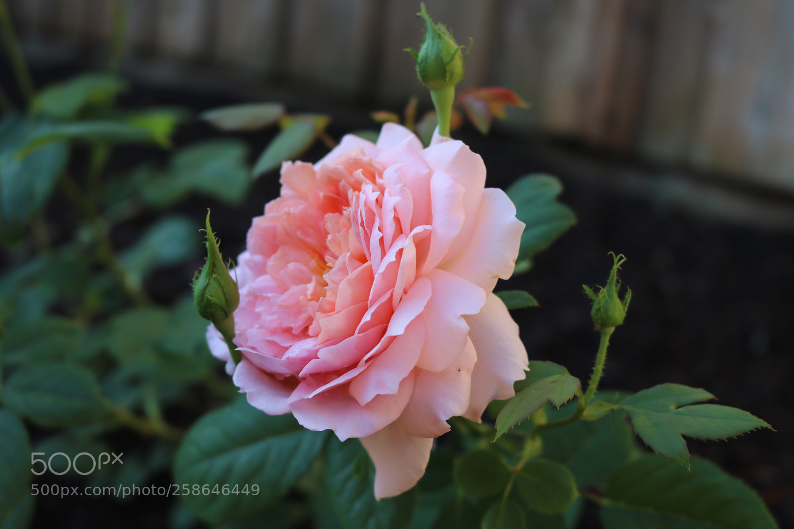 Canon EOS 750D (EOS Rebel T6i / EOS Kiss X8i) sample photo. Backyard 4 photography