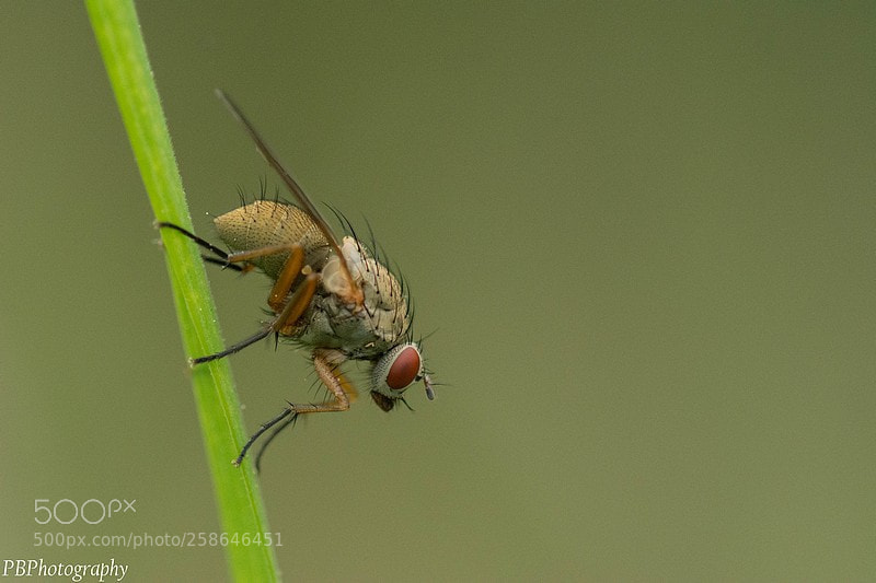 Nikon D7100 sample photo. Fly photography