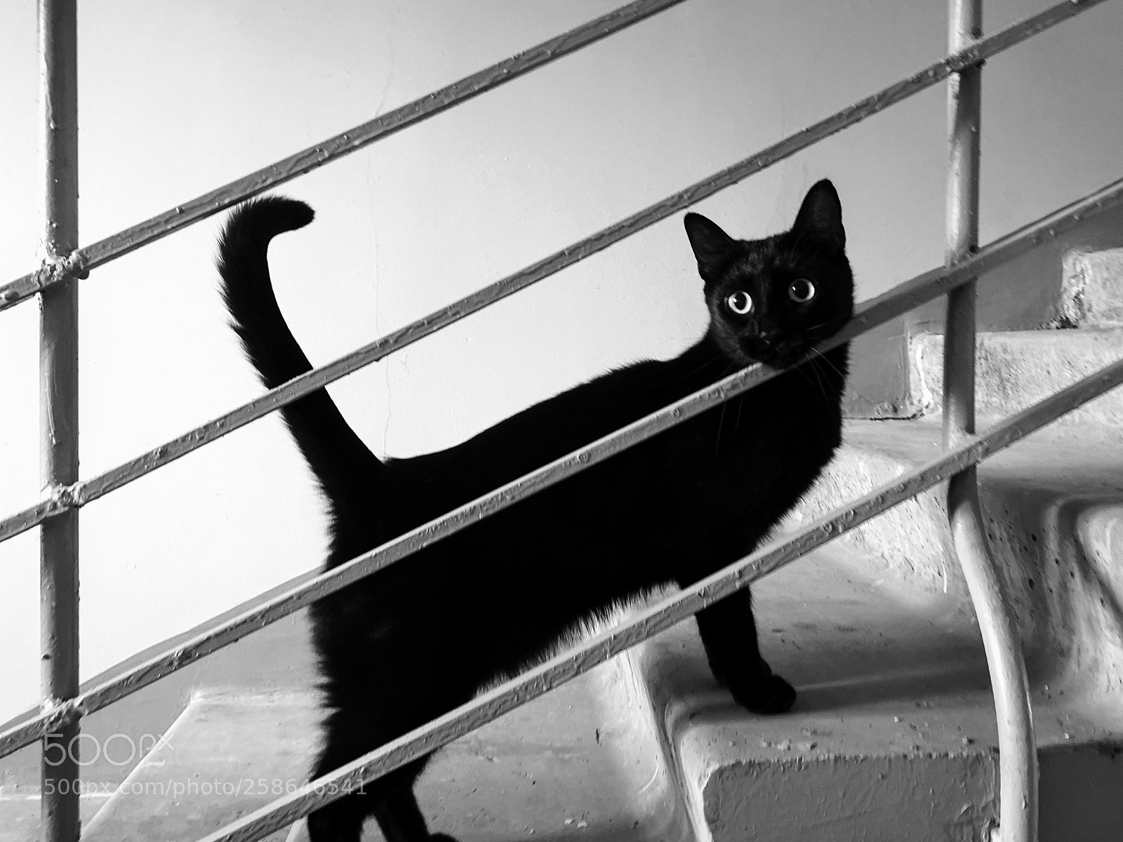 HUAWEI CLT-L29 sample photo. Aligned cat photography