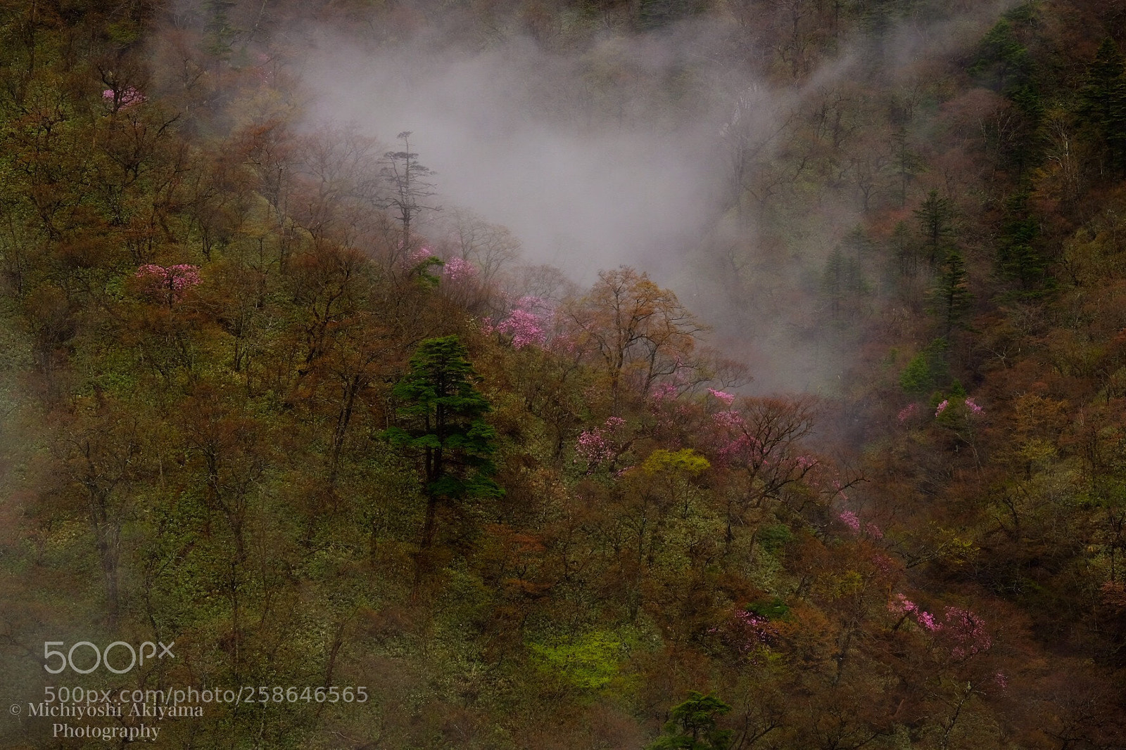 Fujifilm X-T1 sample photo. Blooming in a valley. photography