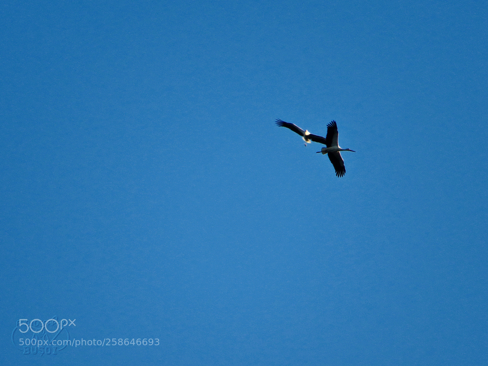 Canon PowerShot SX540 HS sample photo. Storks_2 photography