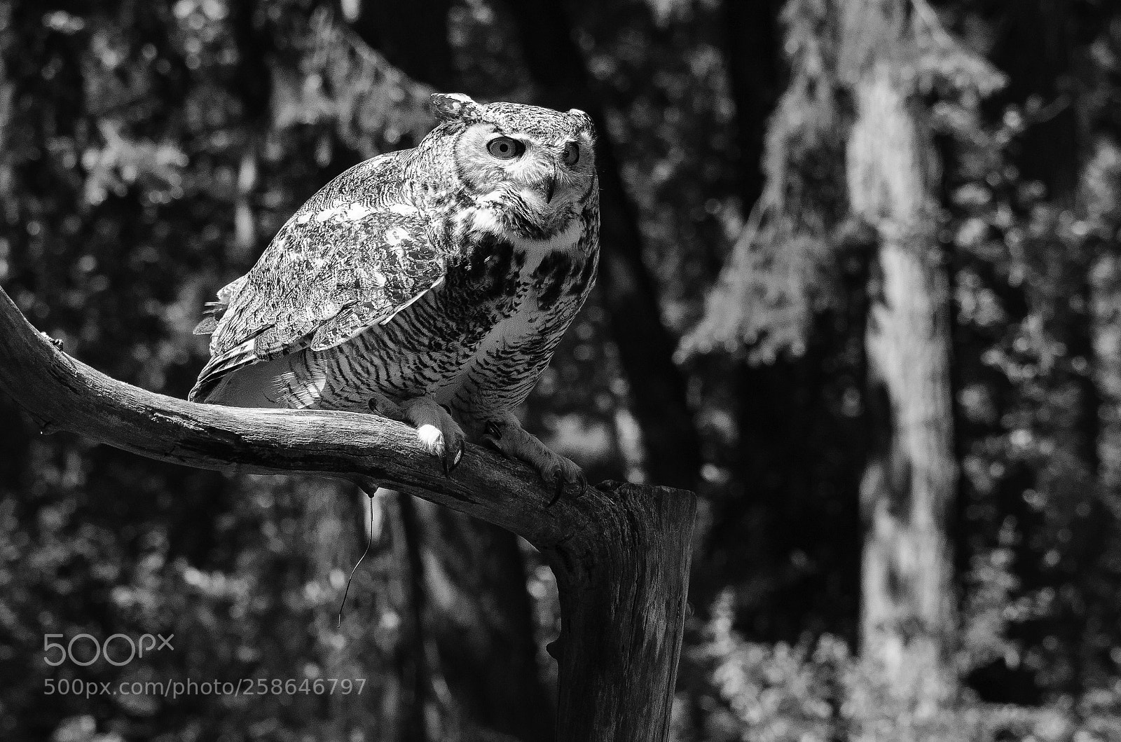 Nikon D7000 sample photo. Raptors on the prowl photography