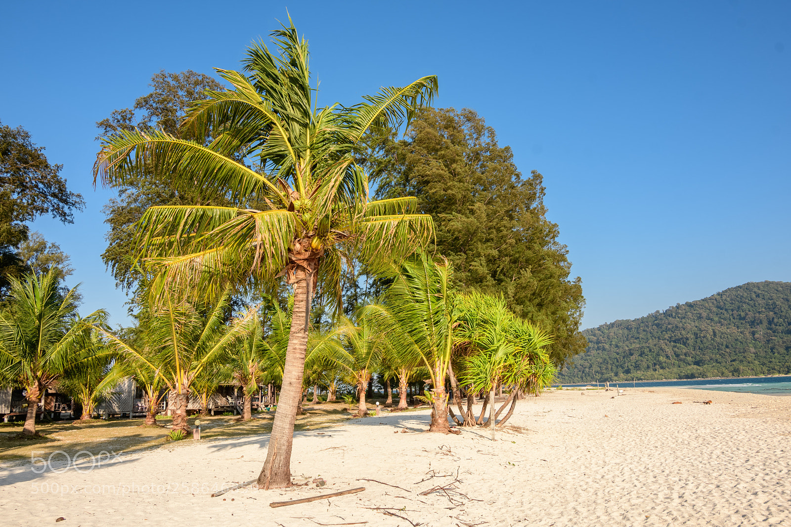Nikon D7500 sample photo. Palms photography
