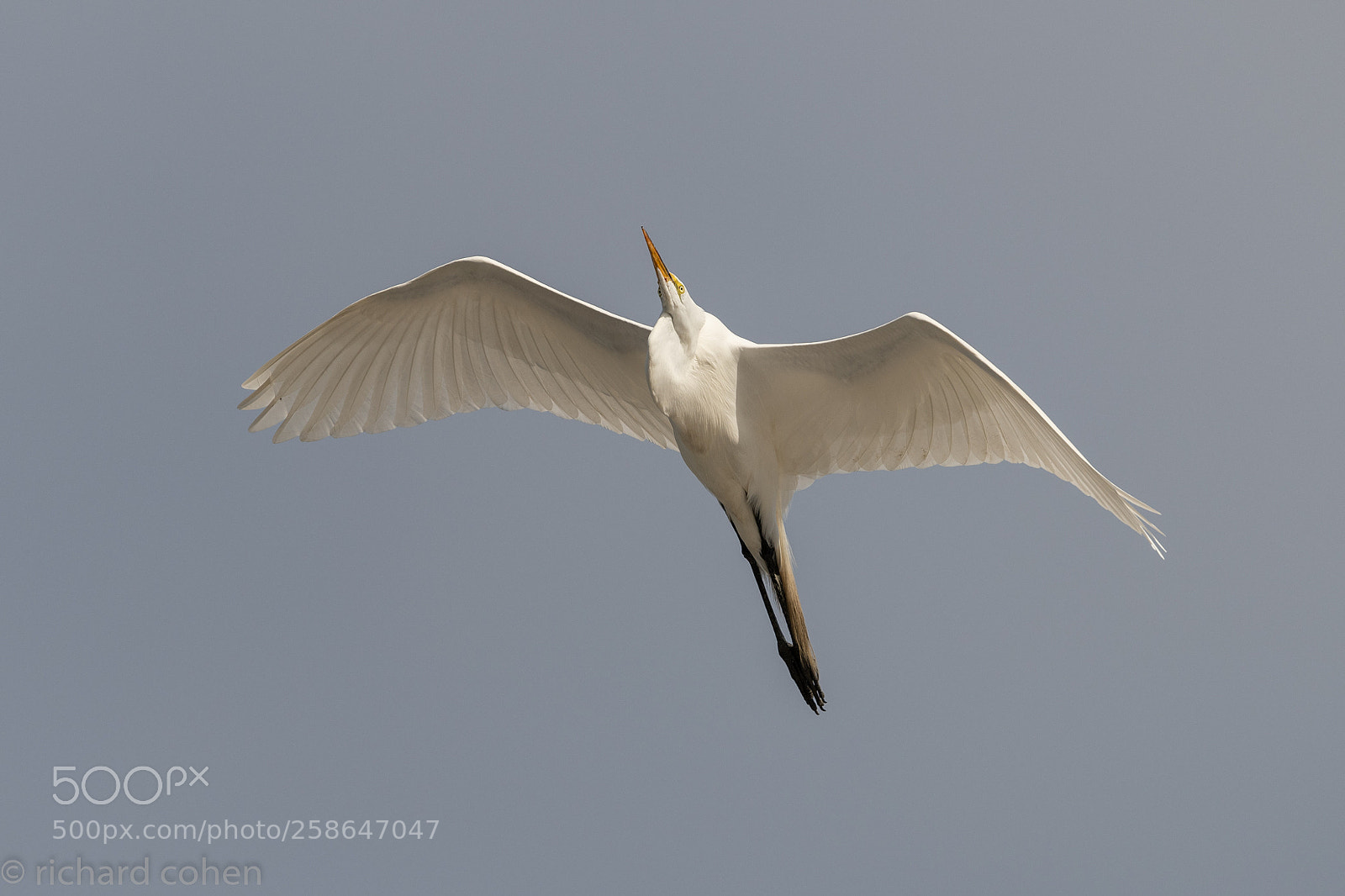 Nikon D850 sample photo. Flyby.... photography