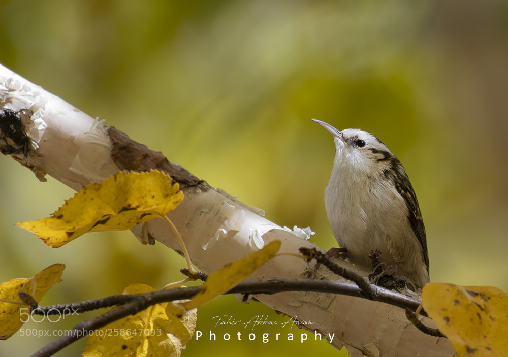 Nikon D500 sample photo. Eurasian treecreeper photography