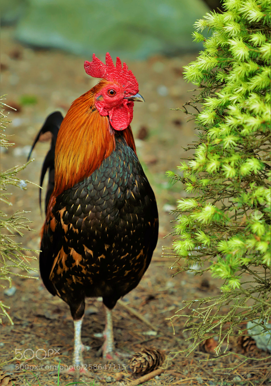 Canon EOS 6D Mark II sample photo. Rooster -- 公鸡 photography
