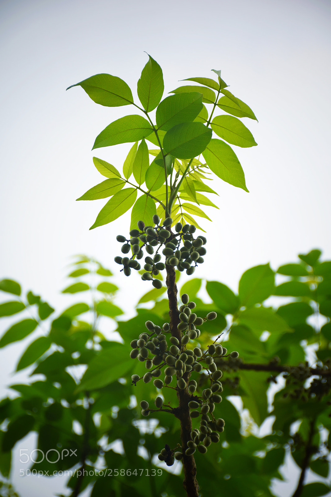 Nikon D5300 sample photo. Untitled photography