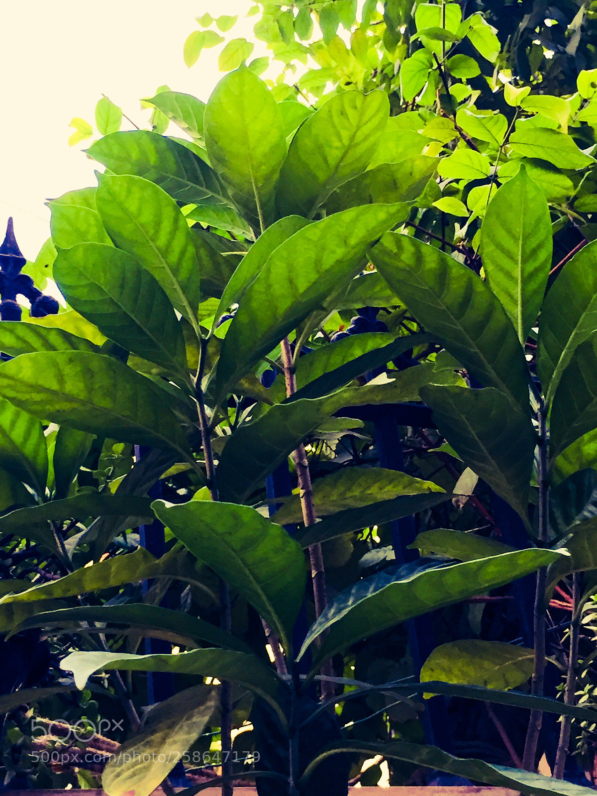 Apple iPhone 6 sample photo. Untitled photography