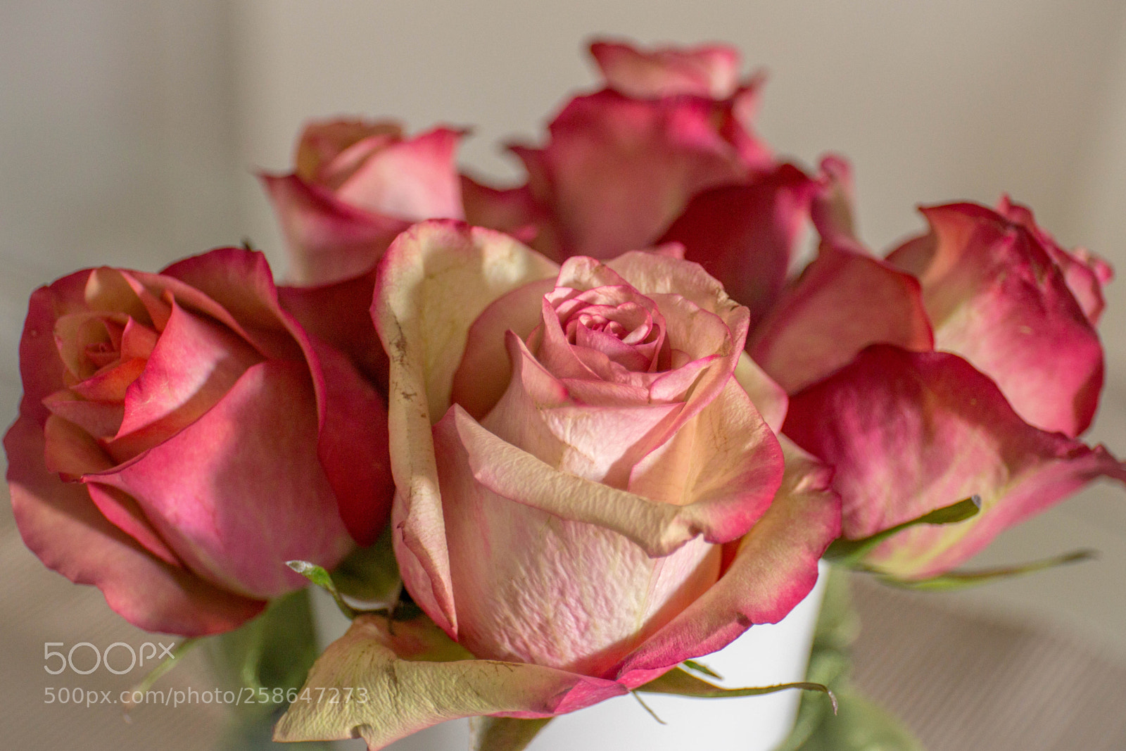 Canon EOS 6D sample photo. Roses photography