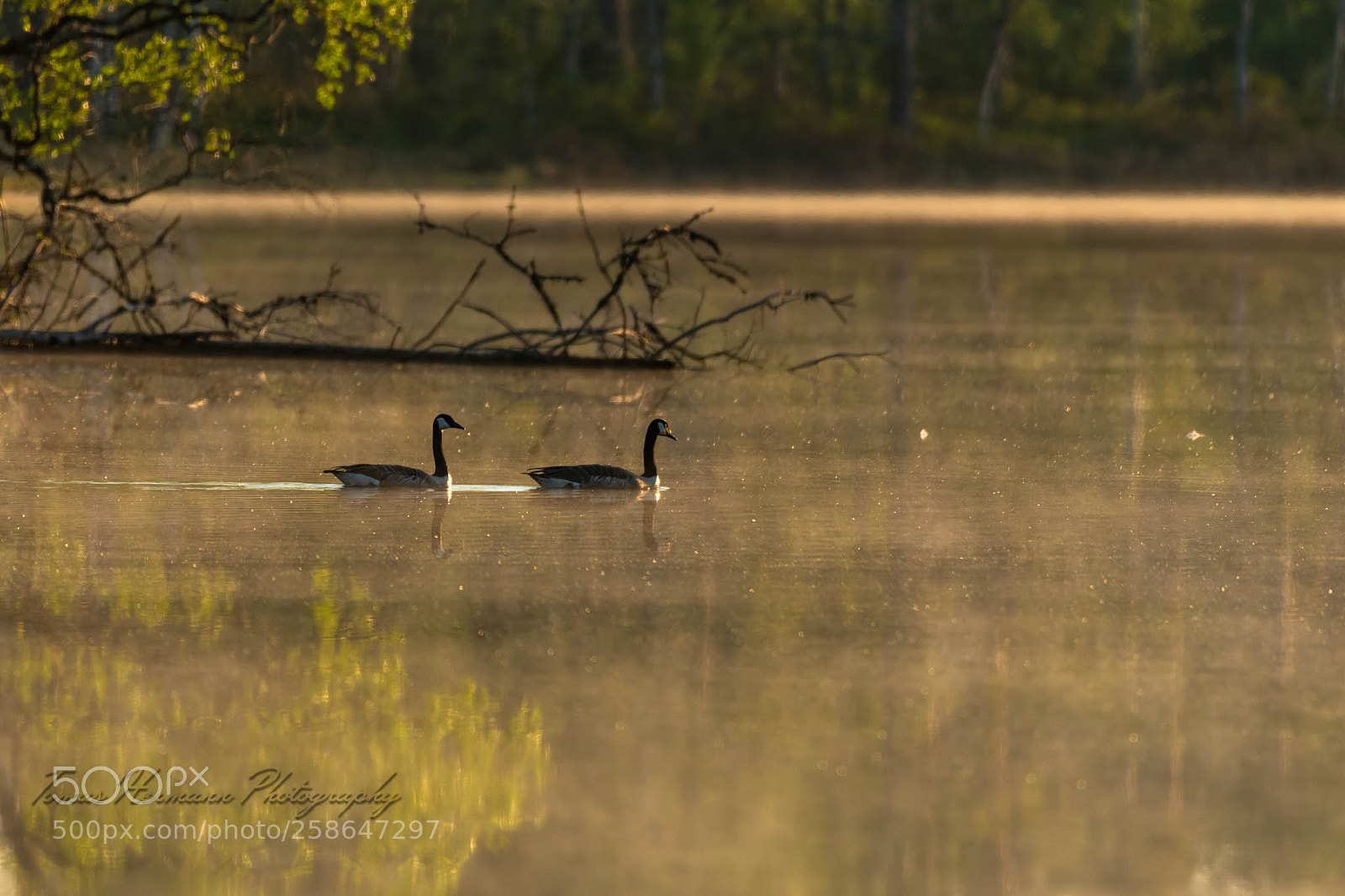 Nikon D500 sample photo. Love birds photography