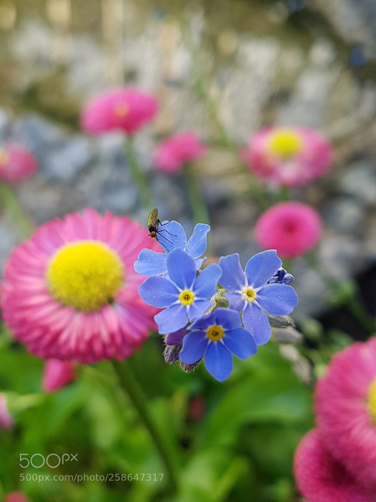 Samsung Galaxy S7 Edge sample photo. Pink and blue photography
