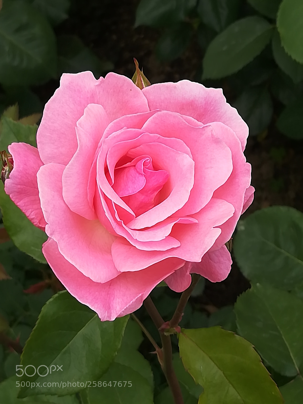 HUAWEI P10 lite sample photo. Pink rose photography