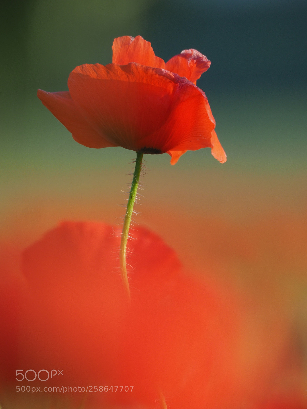 Olympus OM-D E-M1 sample photo. Red dusk photography