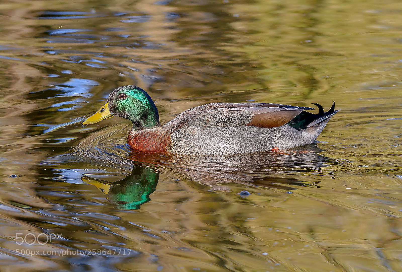 Canon EOS 7D sample photo. Mallard duck photography