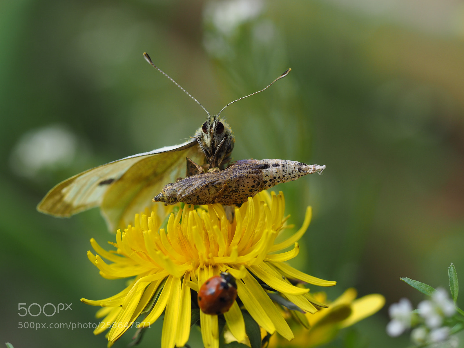 Olympus OM-D E-M1 Mark II sample photo. Freshly hatched butterfly photography