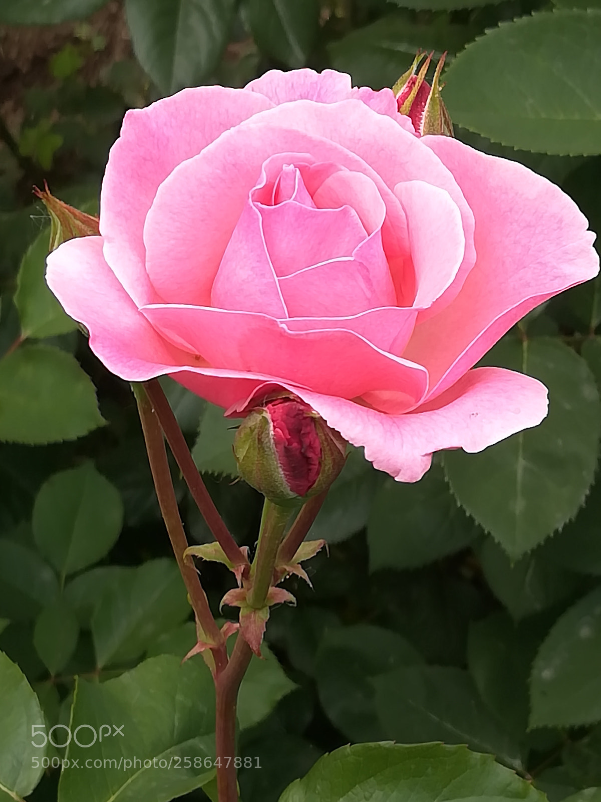 HUAWEI P10 lite sample photo. Pink rose photography